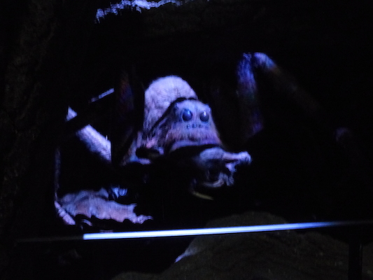 P1070624 (08-21-2017 12:14)