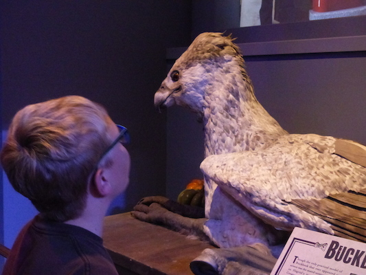 P1070729 (08-21-2017 13:14)