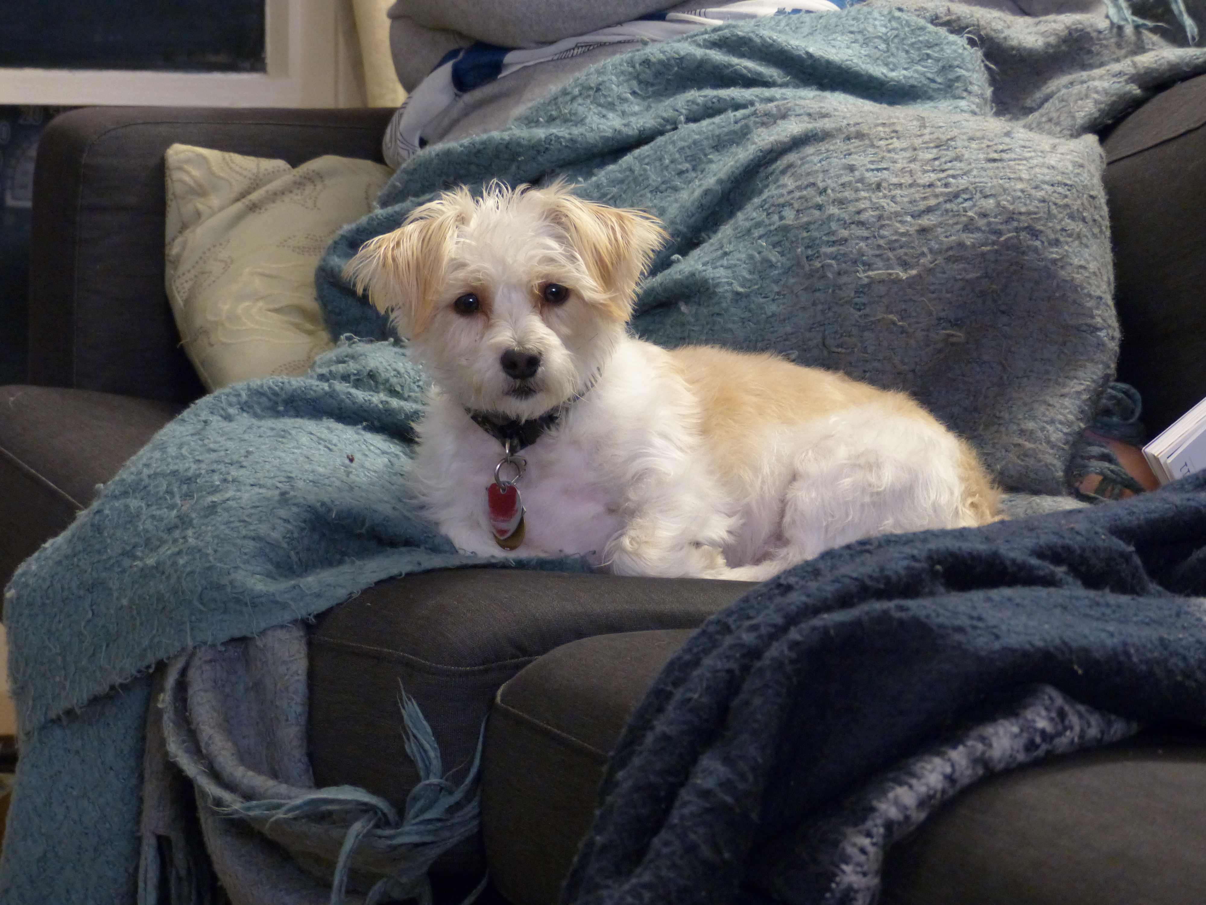 P1070899 (12-15-2017 01:46)