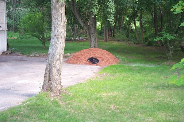 Boomer on mulch 1