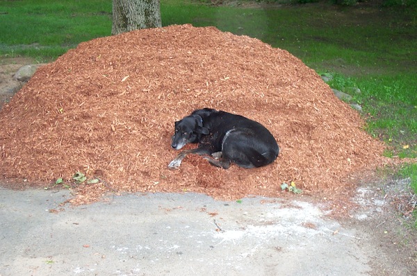 Boomer on mulch 2