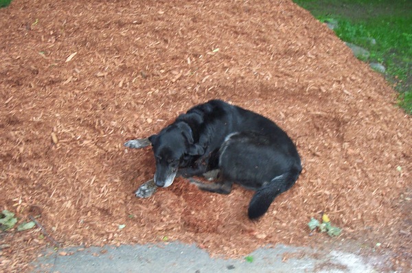 Boomer on mulch 3