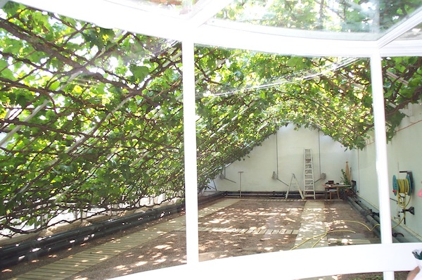 Hampton Court great vine