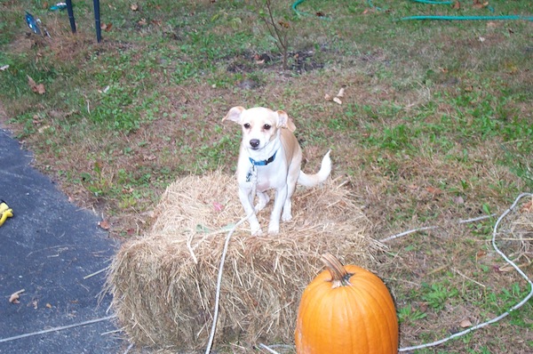 PumpkinPup 1