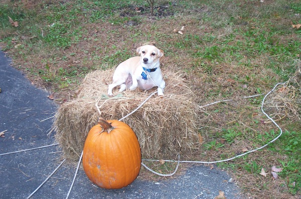 PumpkinPup 2