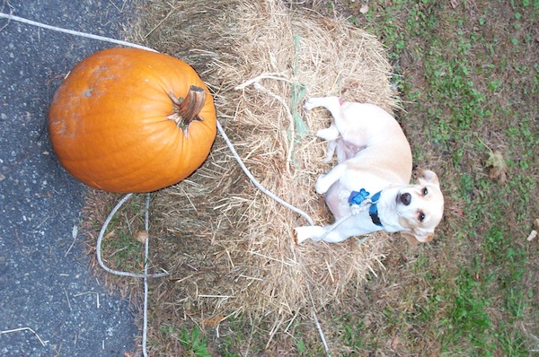PumpkinPup 3