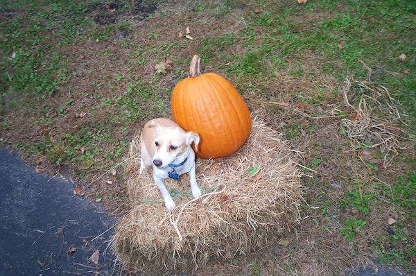 PumpkinPup 4