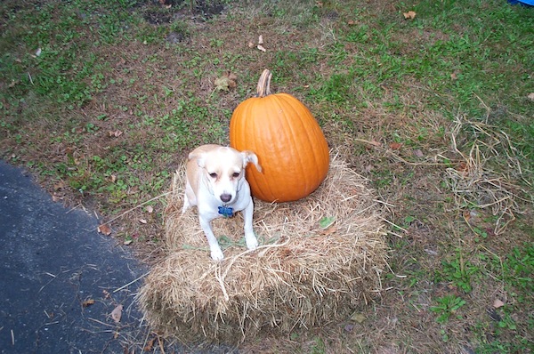 PumpkinPup 5