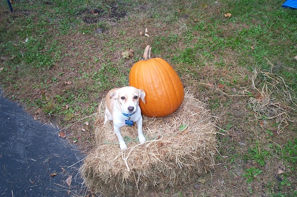 PumpkinPup 6