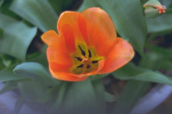 Tulip