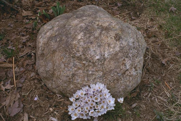 Rock & white flowers
