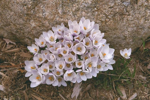 Rock & white flowers