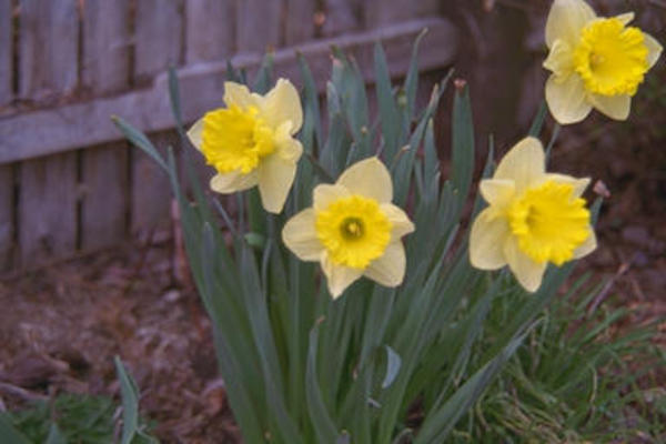Daffodil