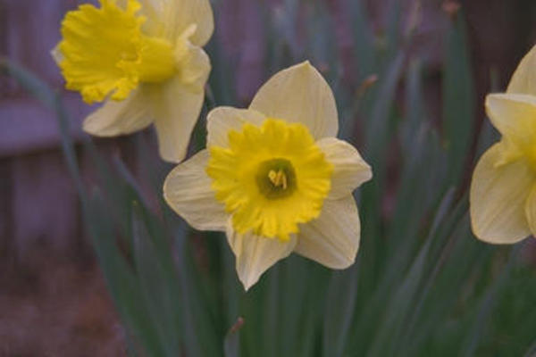 Daffodil