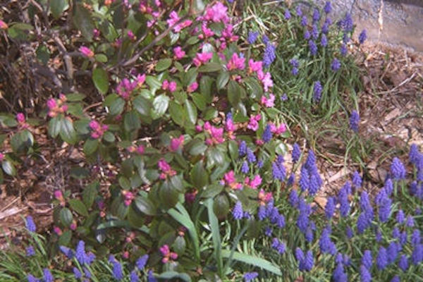 Pink bush, purple flowers