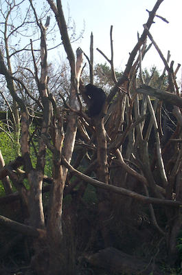 Sun Bear 2