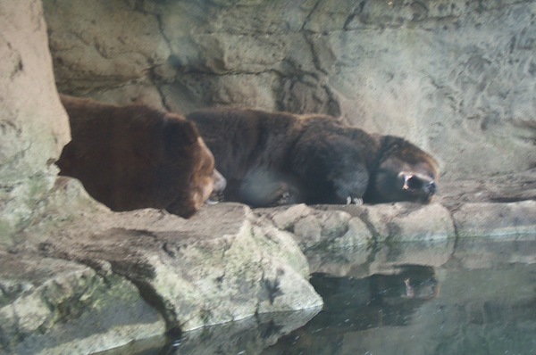 Brown Bears