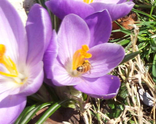 bee on a crocus 1