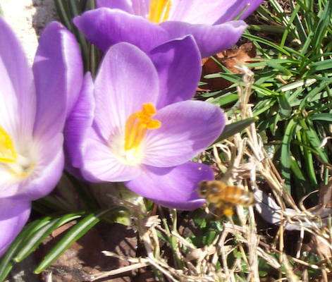 bee on a crocus 2
