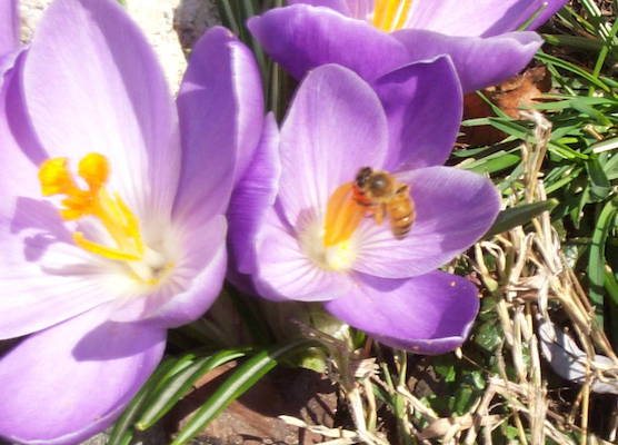bee on a crocus 3