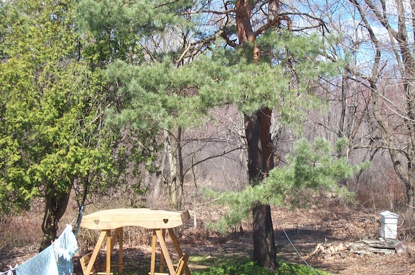 Apiary from kitchen 2