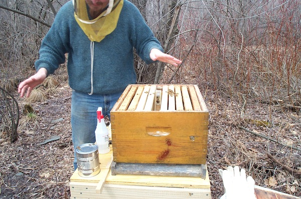 Queen cage installed