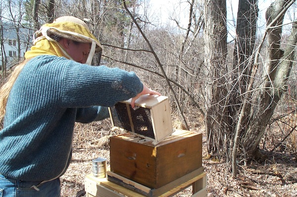 Changed my mind... out bees!