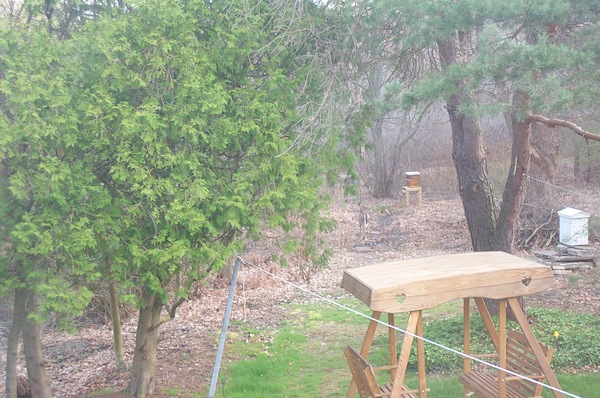 Deer in the backyard