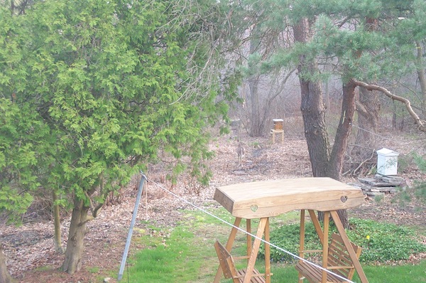 Deer in the backyard