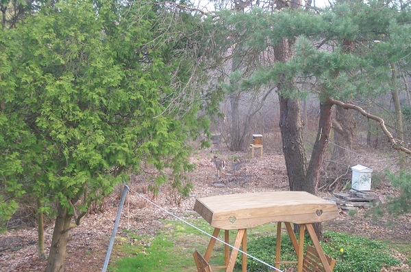 Deer in the backyard