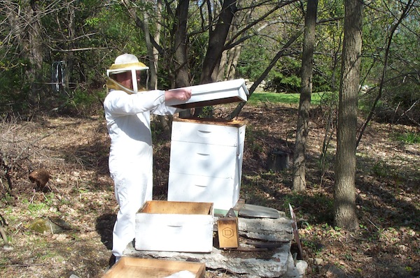Opening good hive