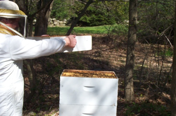 Removing Honey Super