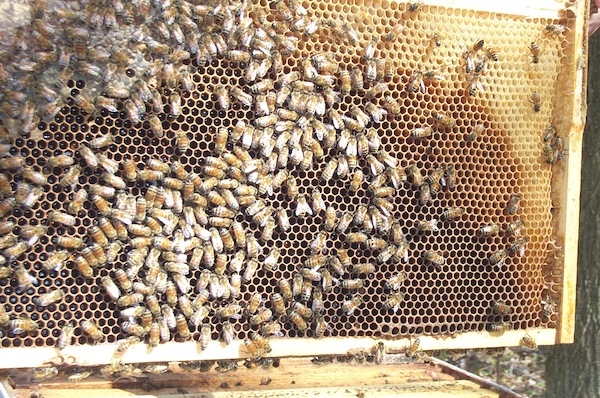 Honey frame