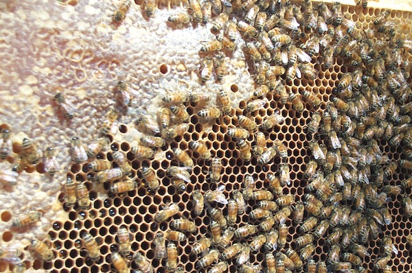 Capped honey