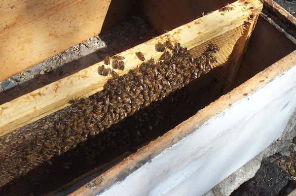 Bees on frame