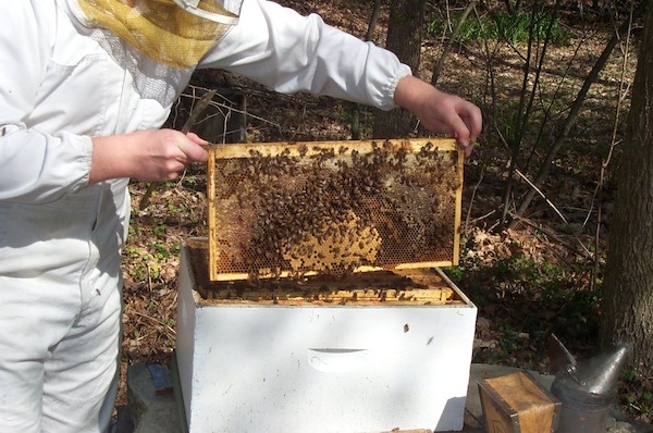 Nice frame with brood and honey