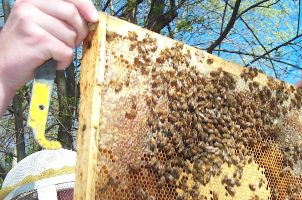 Nice frame with brood and honey
