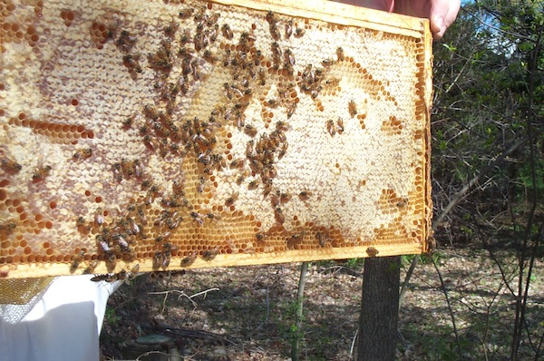 Capped honey