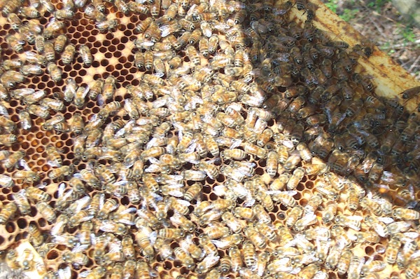 Frame with some pollen