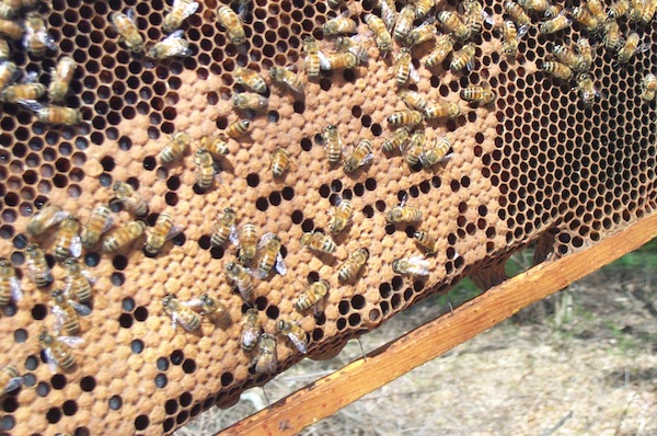 Bingo. Capped and uncapped larvae