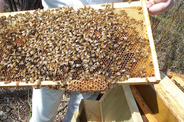 Bad hive drone cells