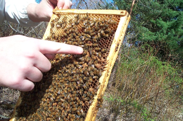 Pointing out the queen