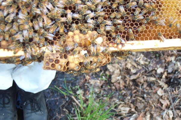 Drone brood extension