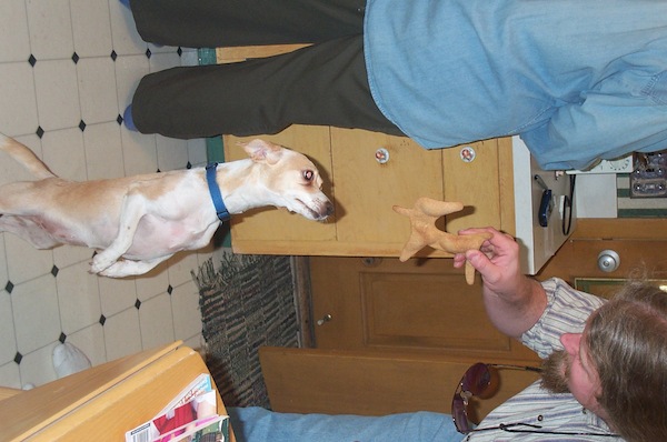 Emily dancing for Xmas Goat