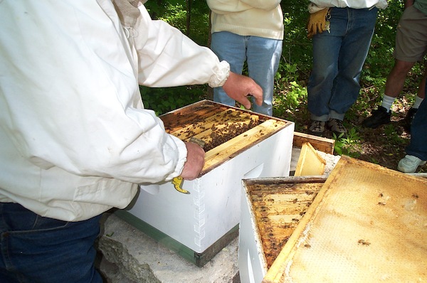 06 - Bee Meeting.jpg