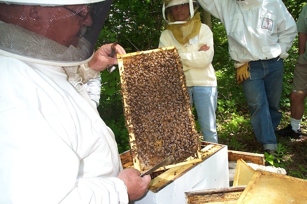 07 - Bee Meeting.jpg