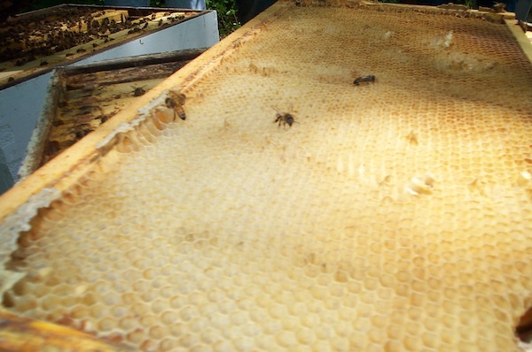 08 - Bee Meeting.jpg