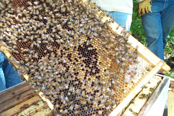 09 - Bee Meeting.jpg