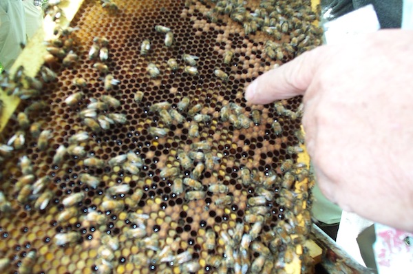 10 - Bee Meeting.jpg