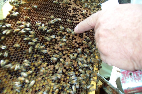 11 - Bee Meeting.jpg